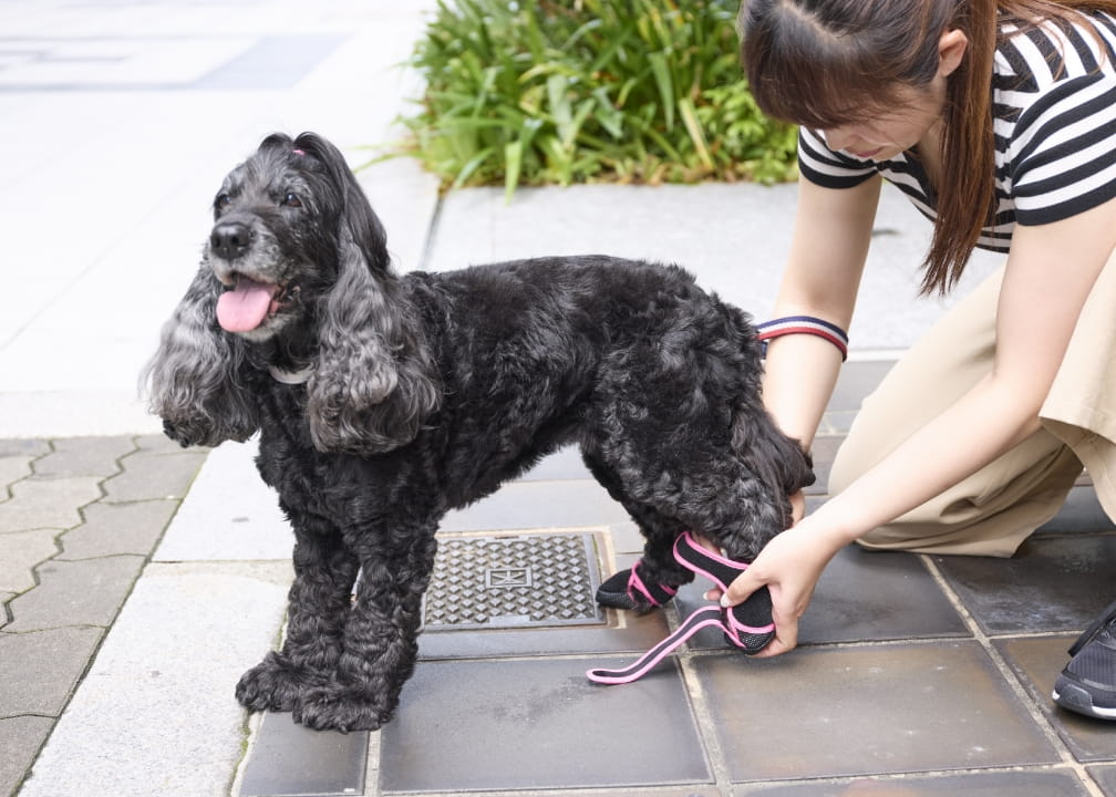 小型犬に飼い主が靴を履かせている様子