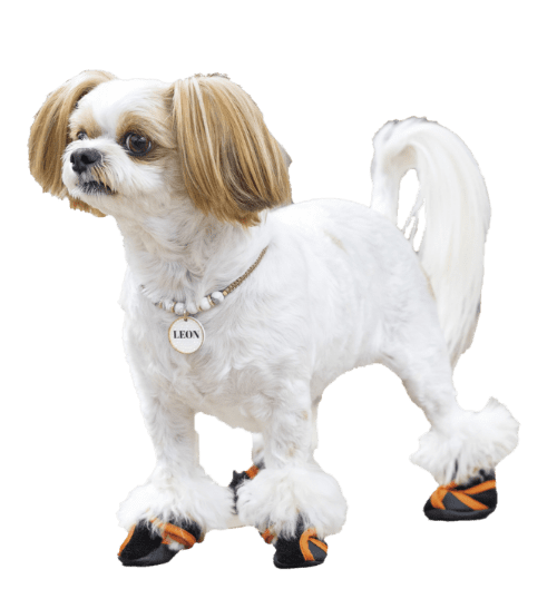 靴を履いている白い犬