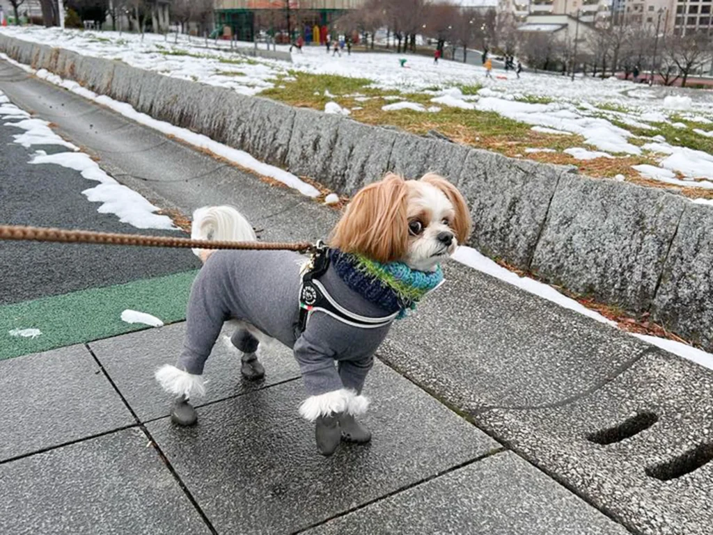 パウテクトを履いて雪の中散歩するシーズー×チワワのミックス犬