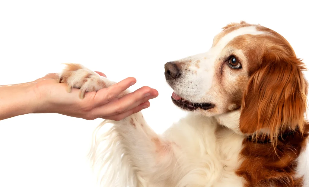 犬の前足を触る写真