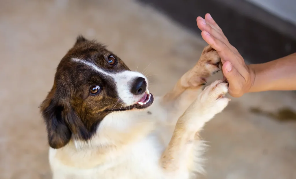 犬と人間がハイタッチ