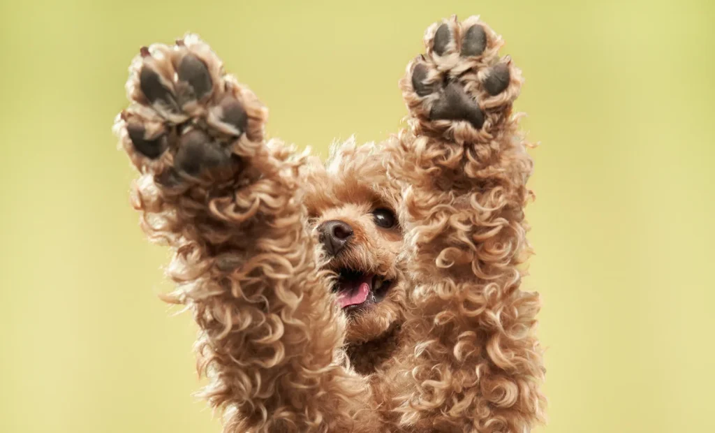 肉球がきれいで元気な犬