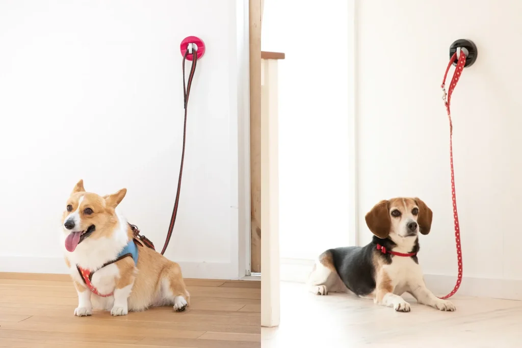 ドギーフックライトに繋がれたコーギーとビーグル