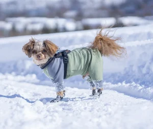 雪の中靴を履いてこちらを見る犬