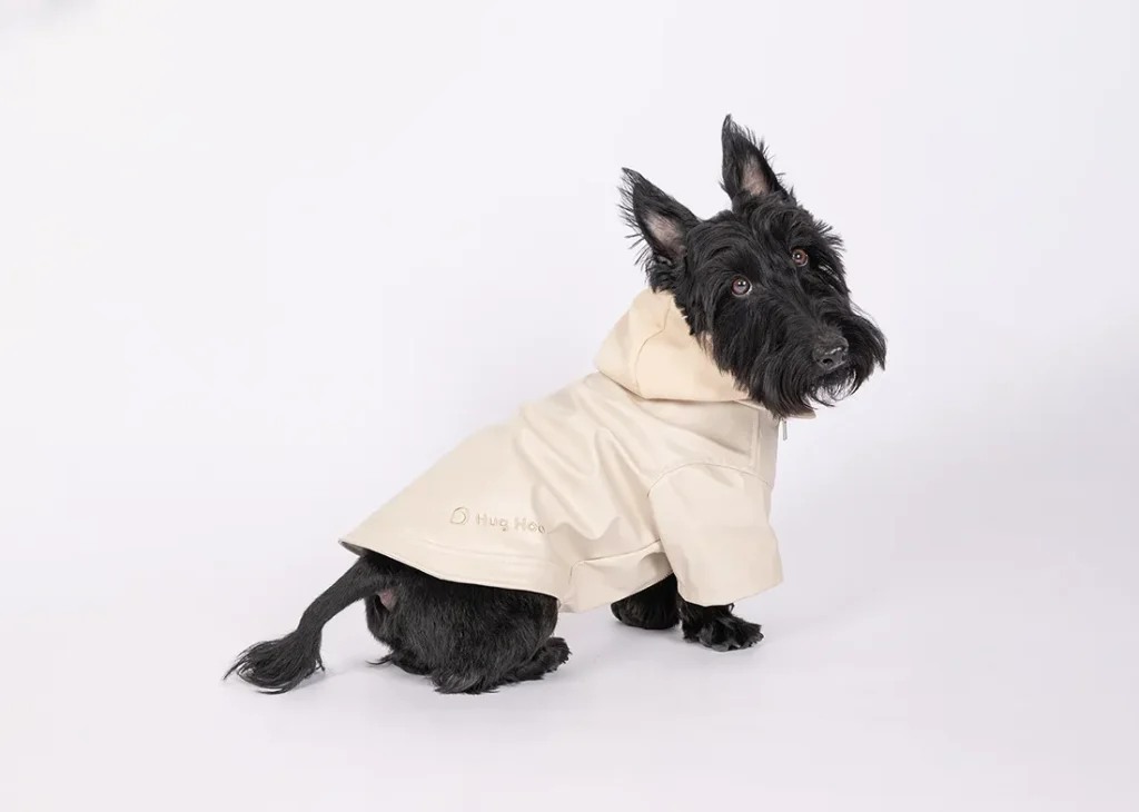 ベージュのライダースを着用したスコティッシュテリア