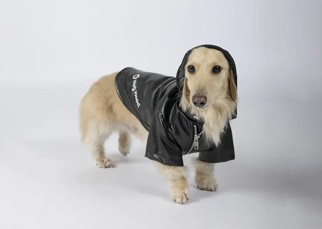 ハグフードを着用するダックスフンド