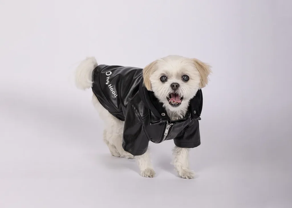 ライダースを着用するシーズーマルチーズ