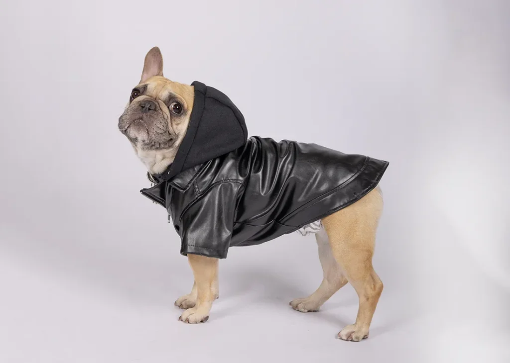 ライダースを着たフレブル