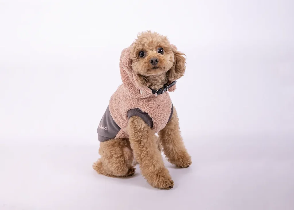 ハグフードを着用するトイプードル