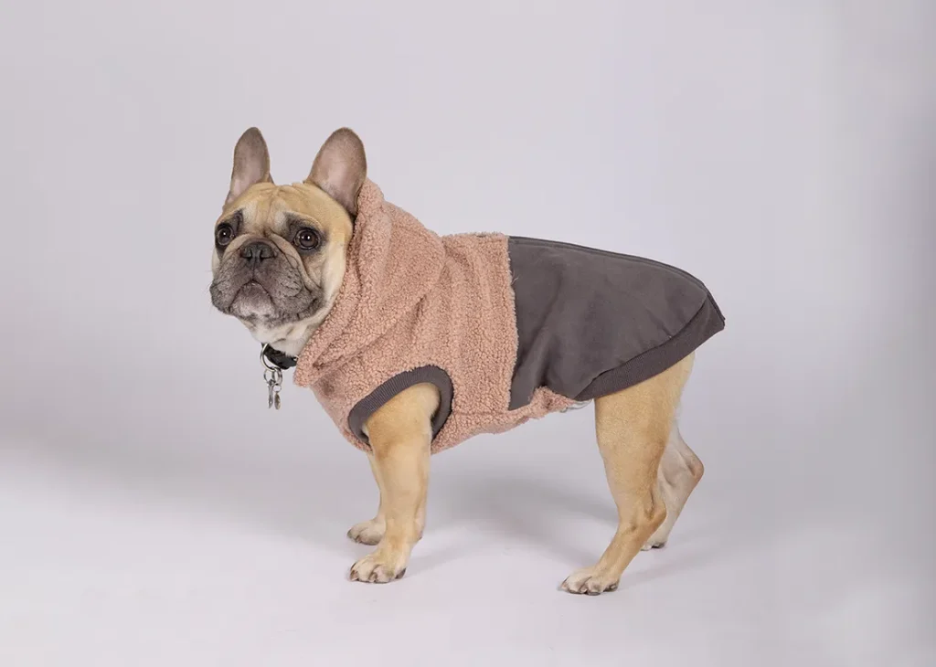 服を着たフレンチブルドッグ