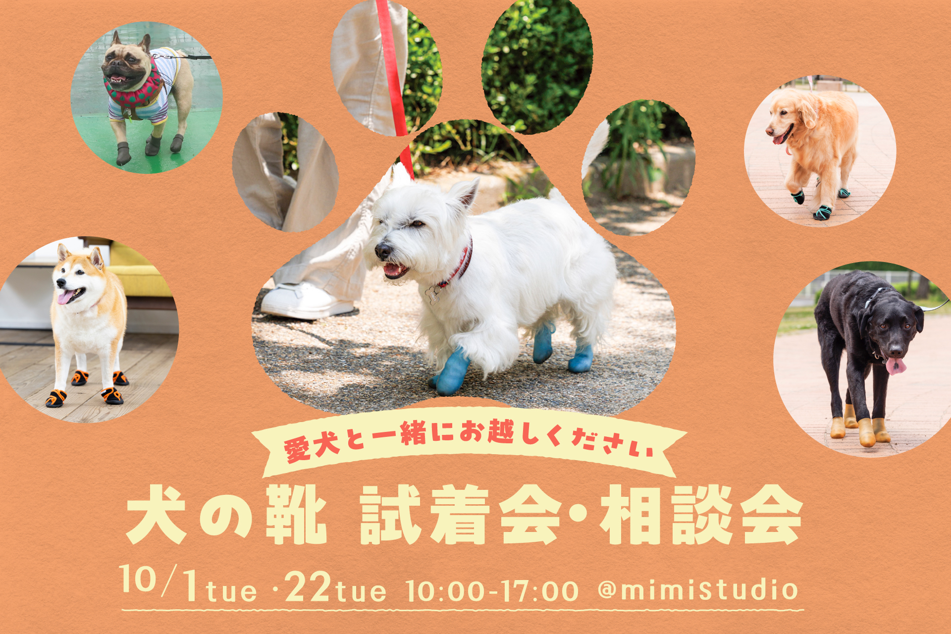 10月犬の靴 試着会・相談会