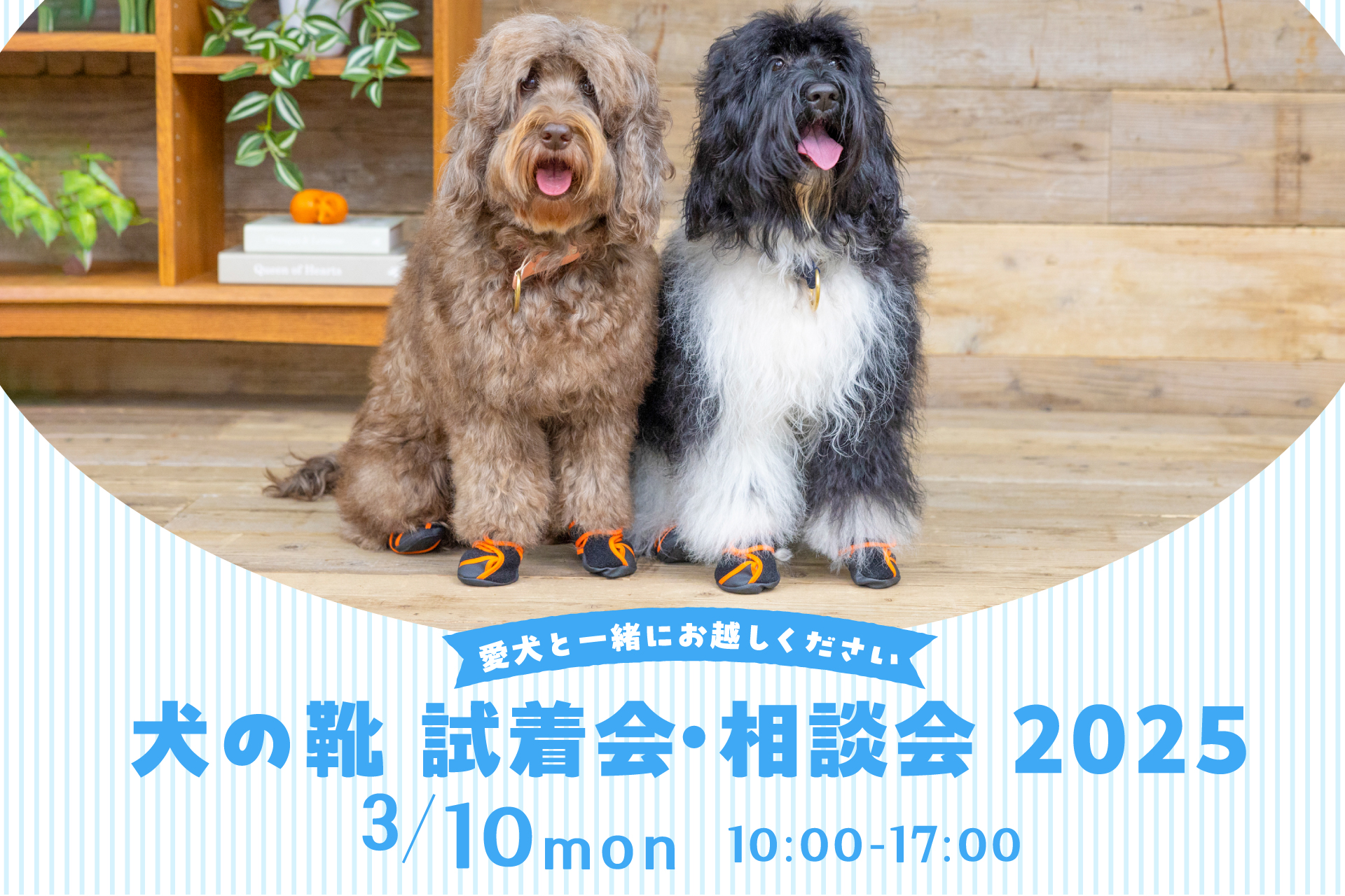 3月犬の靴試着会