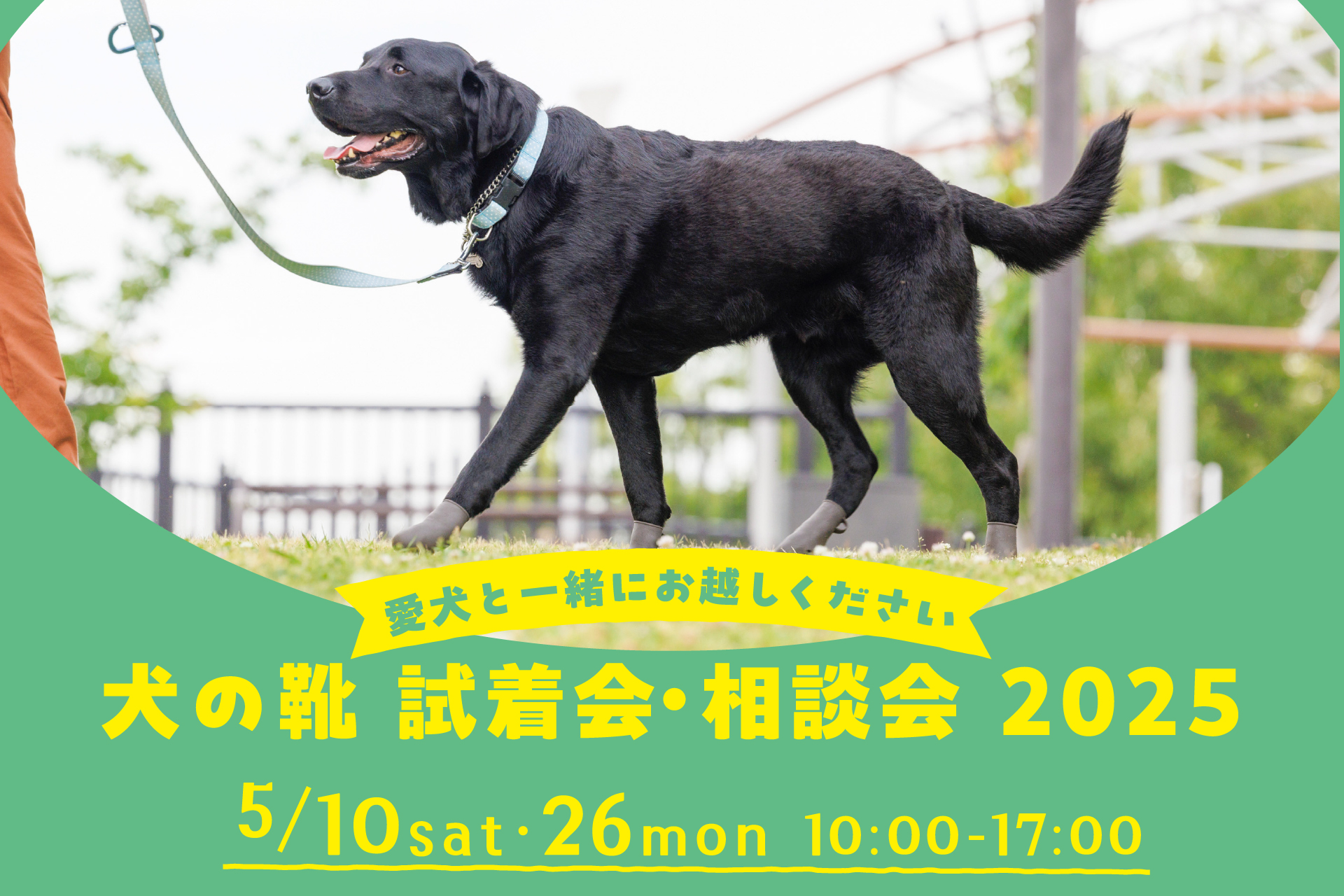 犬の靴試着会