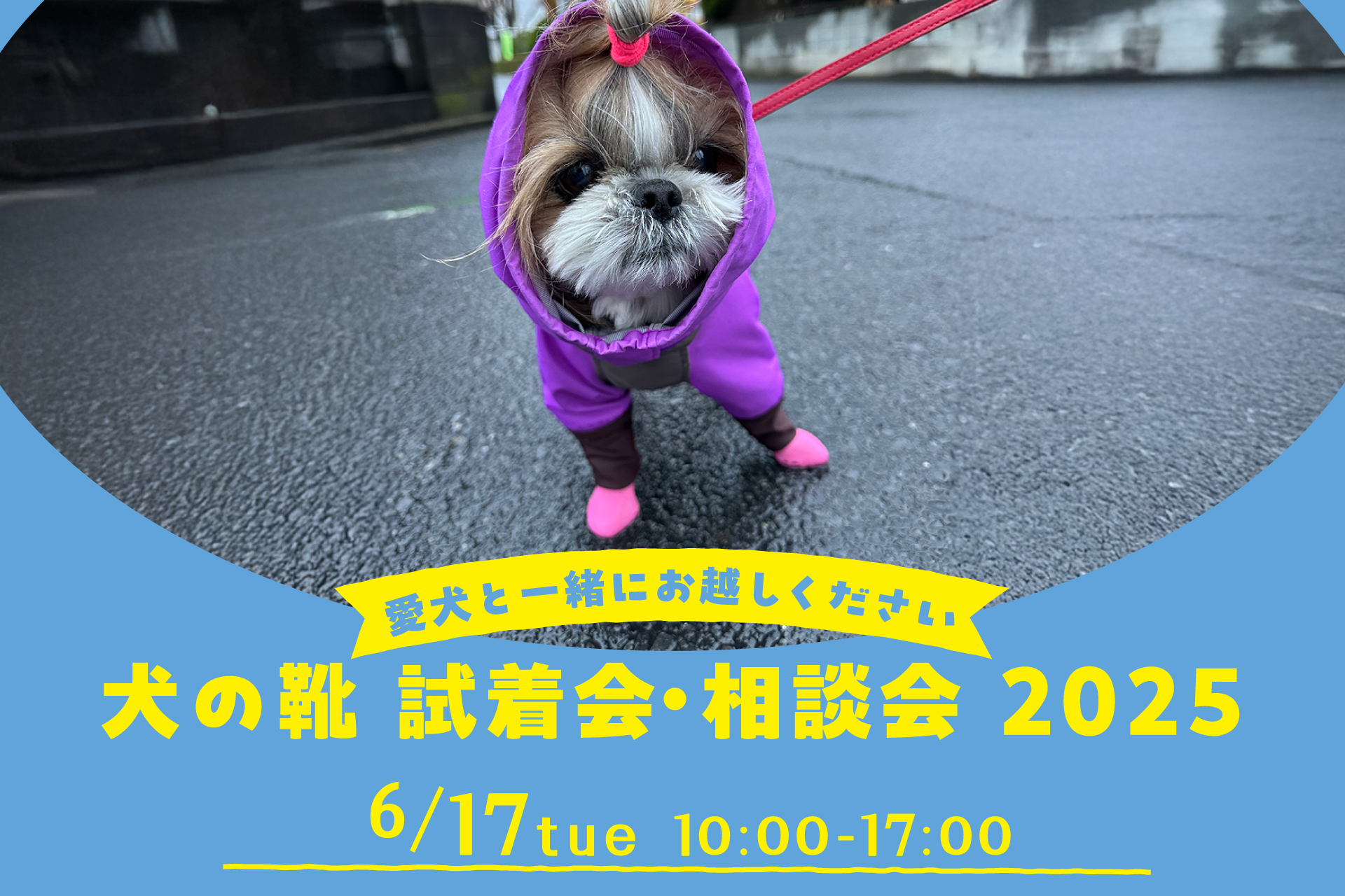 6月犬の靴試着会・相談会