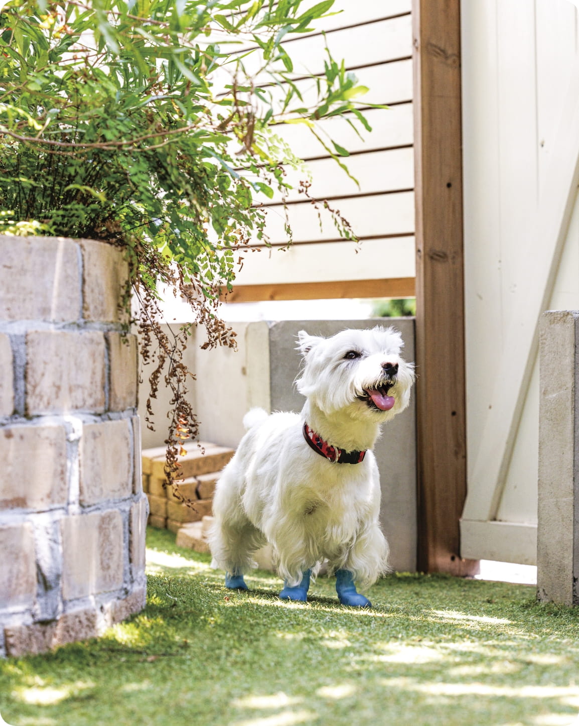 庭でリラックスする白い犬