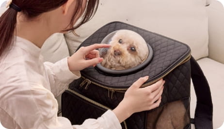 ペットキャリーに入った犬を見ている人の写真