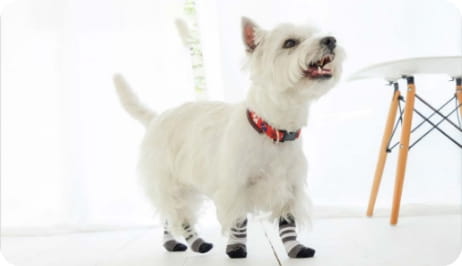 犬が靴と靴下を履いている写真