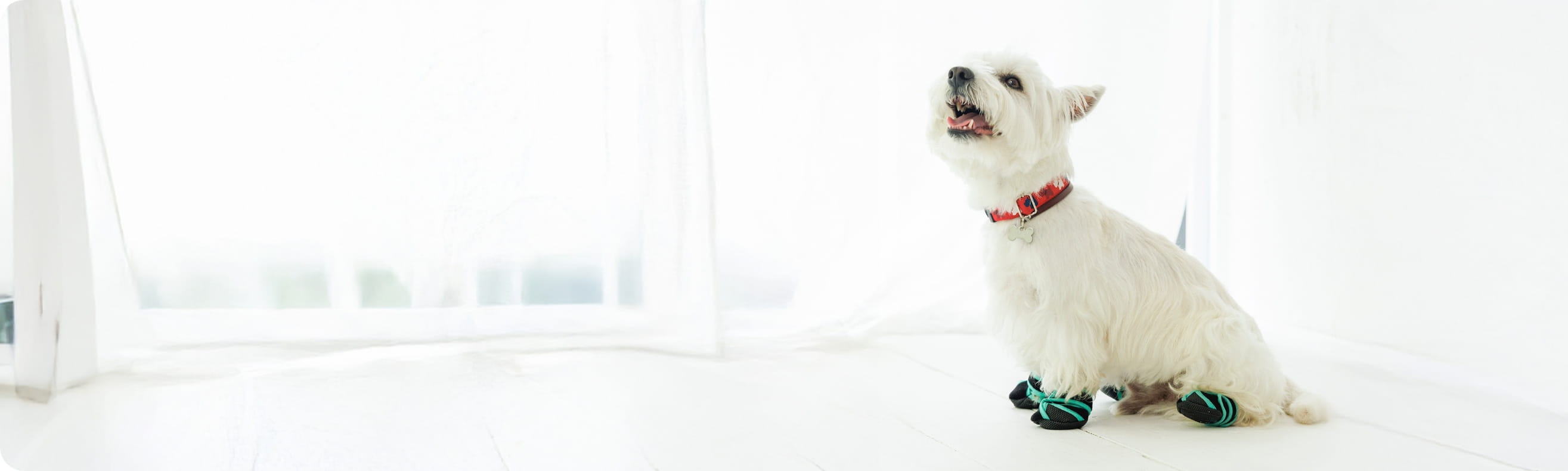 赤い首輪と靴を履いた白い犬がおすわりしている様子