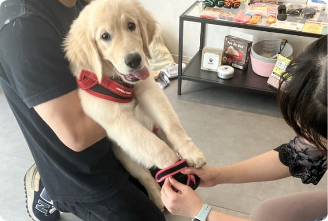 犬の靴体験会の様子