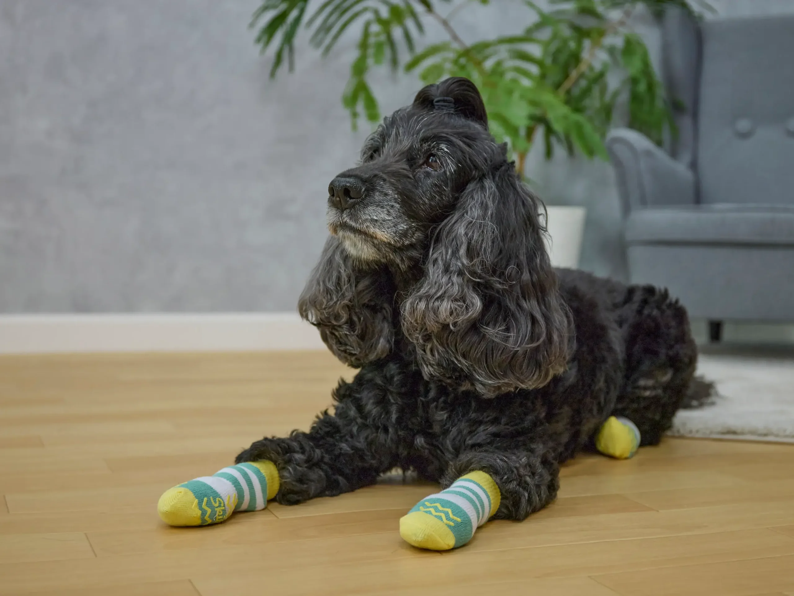 Skitter（スキッター）