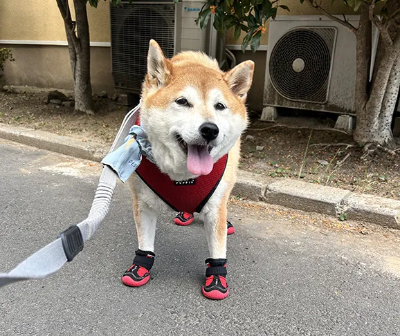 山歩靴（さんぽぐつ）めりちゃん