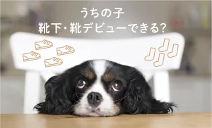 うちの子、お靴デビューできるかな？　