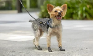 犬の靴をトライしてみたい飼い主様へ