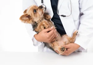 犬の靴はオシャレだけじゃない：獣医師の視点でみる犬の靴の役割