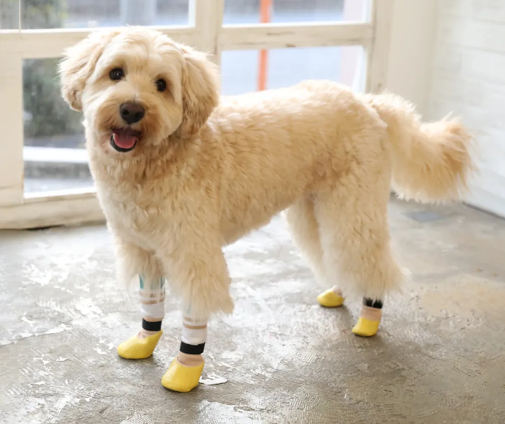 犬