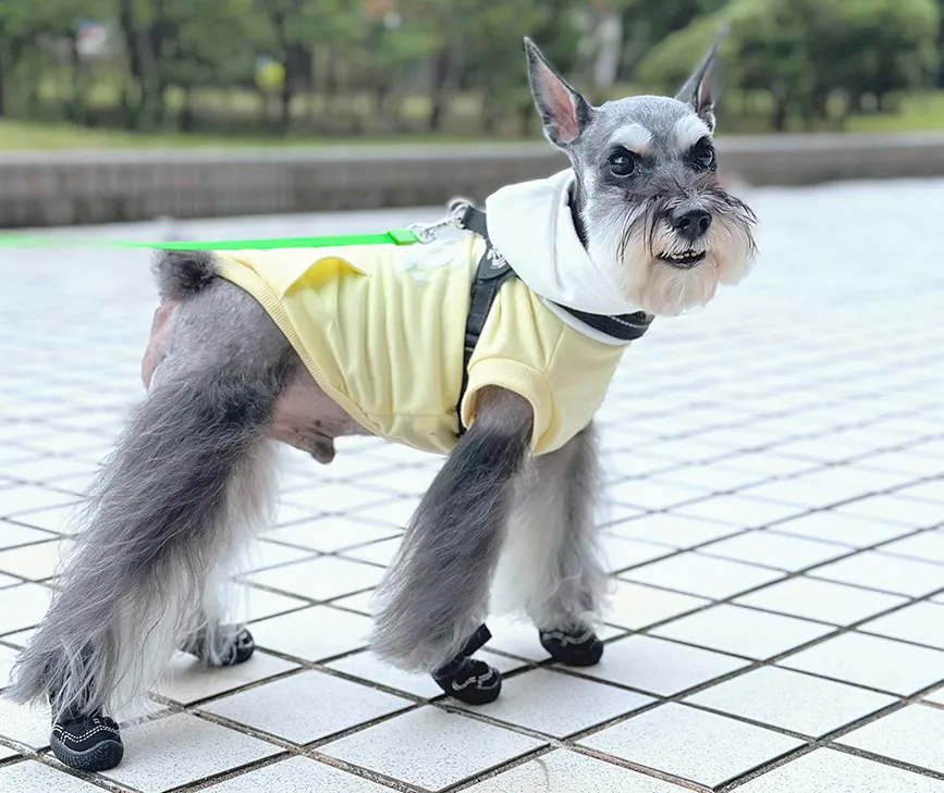 山歩靴（さんぽぐつ）ひまわりちゃん