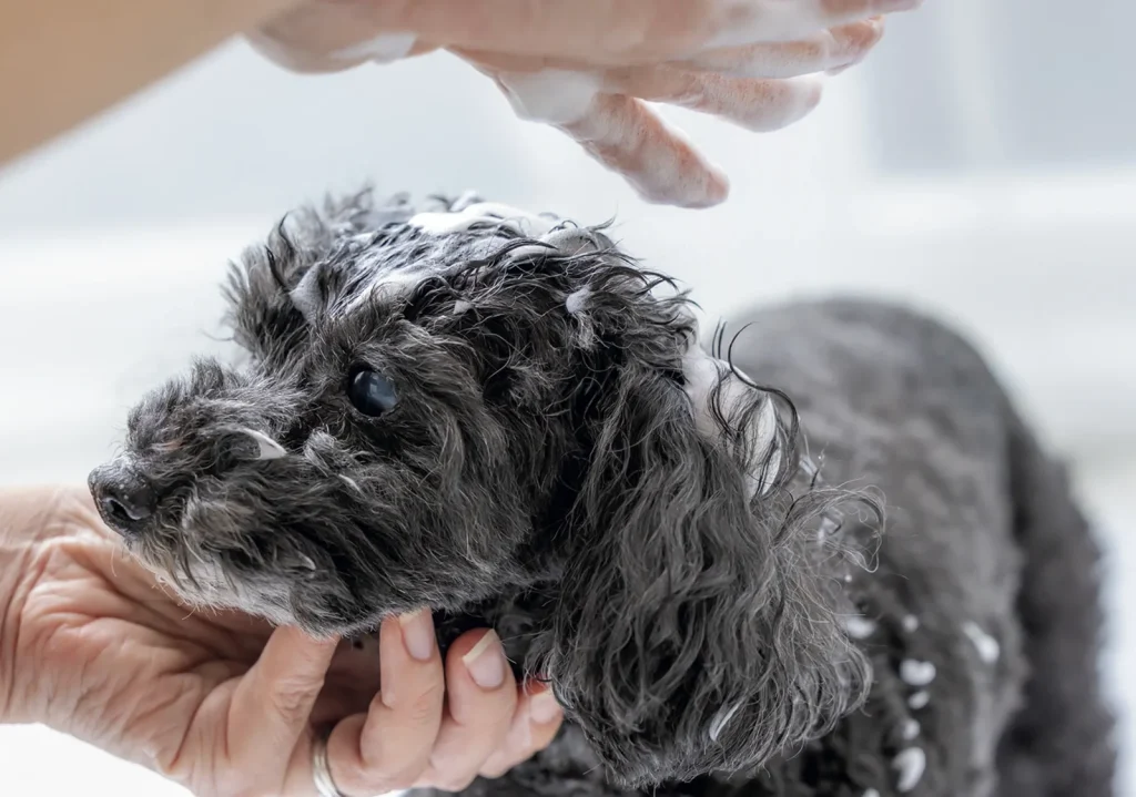 シャンプーされる犬