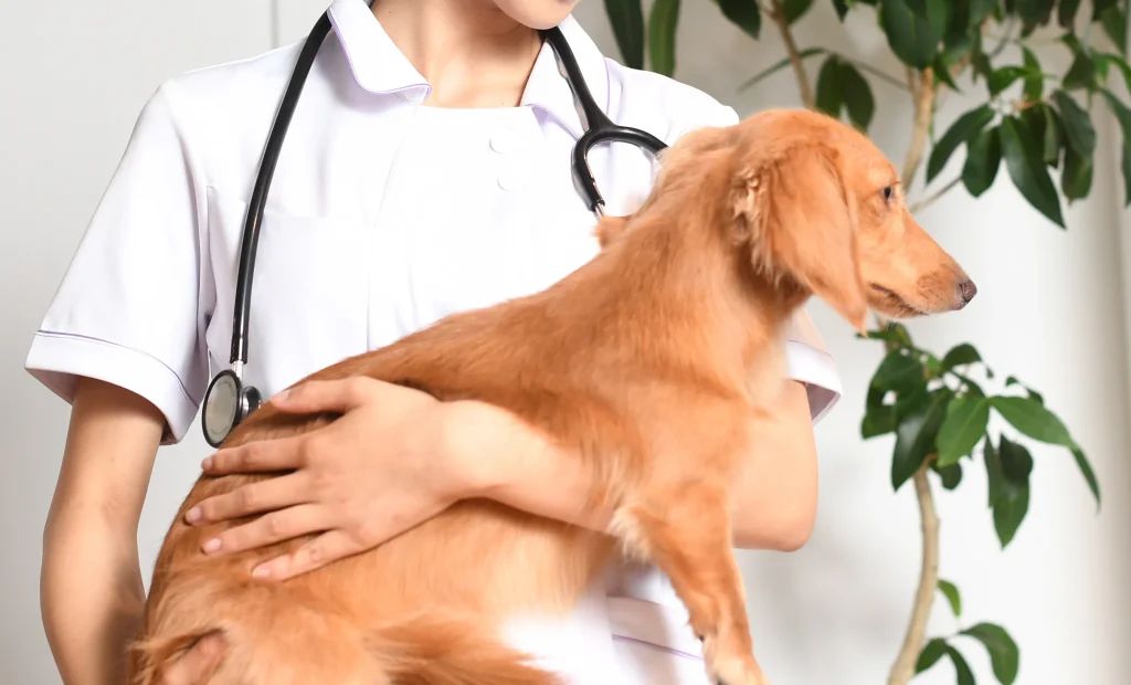 病院で犬が受診している様子