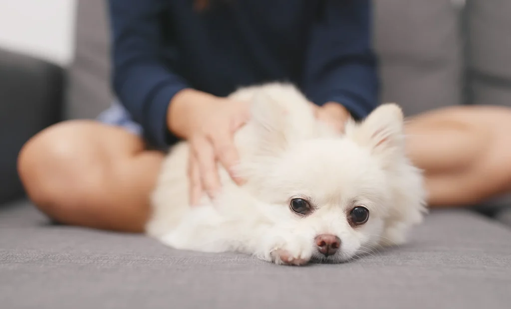 犬をマッサージしている様子