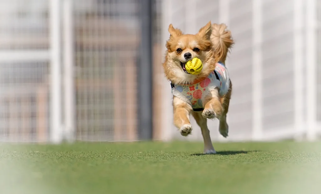 犬がボールを咥えながら走る様子