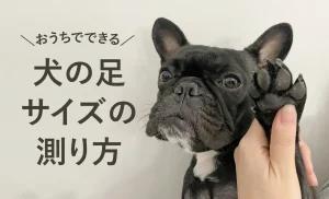 犬の足のサイズの測り方｜愛犬にぴったりの靴を選ぶために