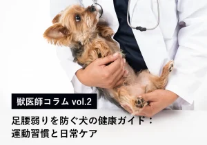足腰弱りを防ぐ犬の健康ガイド：運動習慣と日常ケア