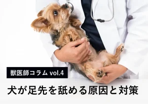 犬が足先を舐める原因と対策
