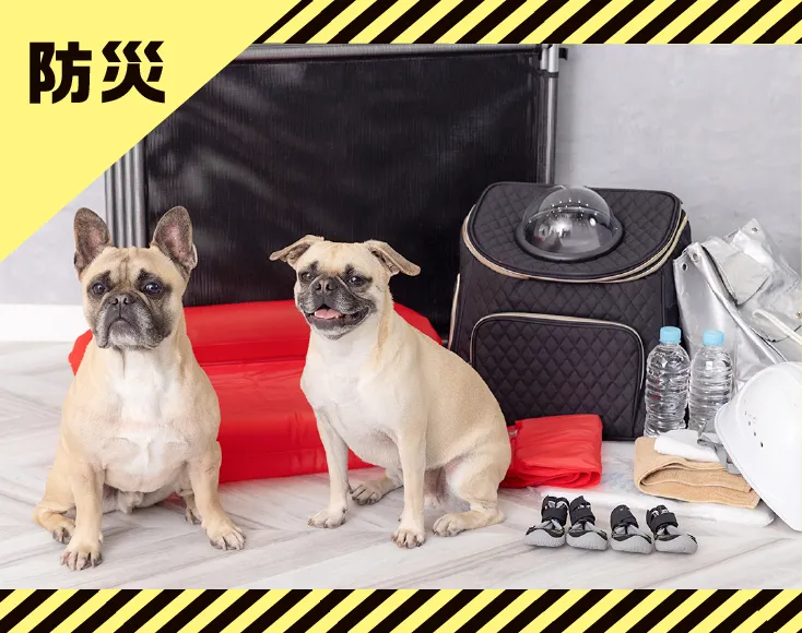 ペット防災のバナーと防災グッズと犬2頭