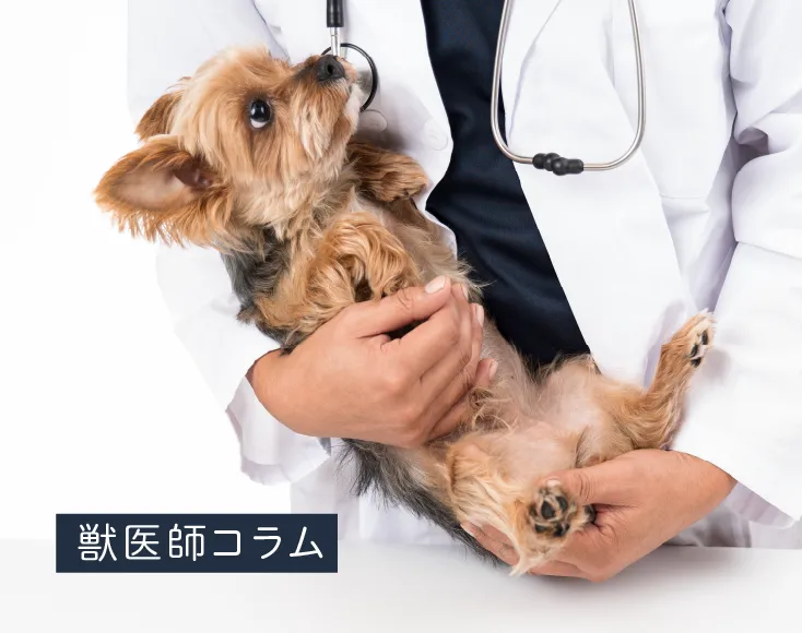 獣医師コラムのバナーと獣医師に抱っこされる小型犬
