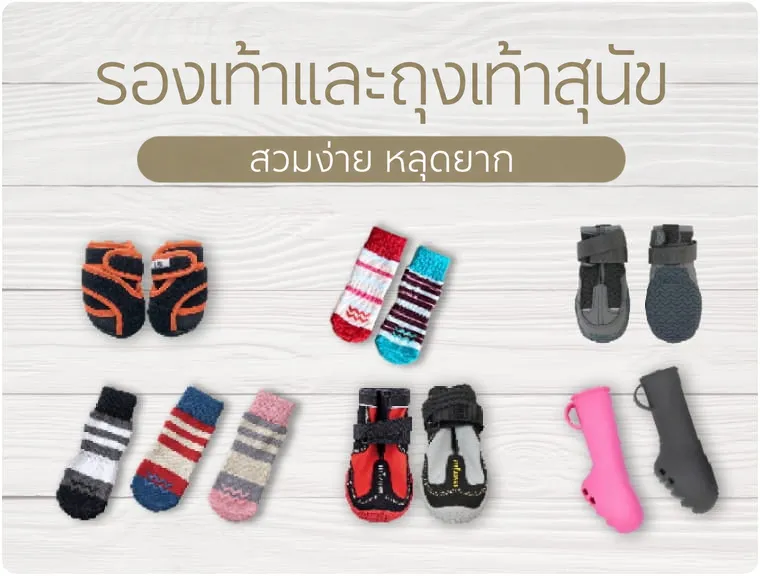 ภาพถ่ายรองเท้าและถุงเท้าสุนัขหลากสีสันวางเรียงกัน