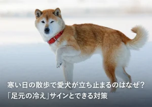 寒い日の散歩で愛犬が立ち止まるのはなぜ？「足元の冷え」サインとできる対策